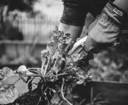 Black and White photo of someone pulling vegetables from a garden while wearing gloves